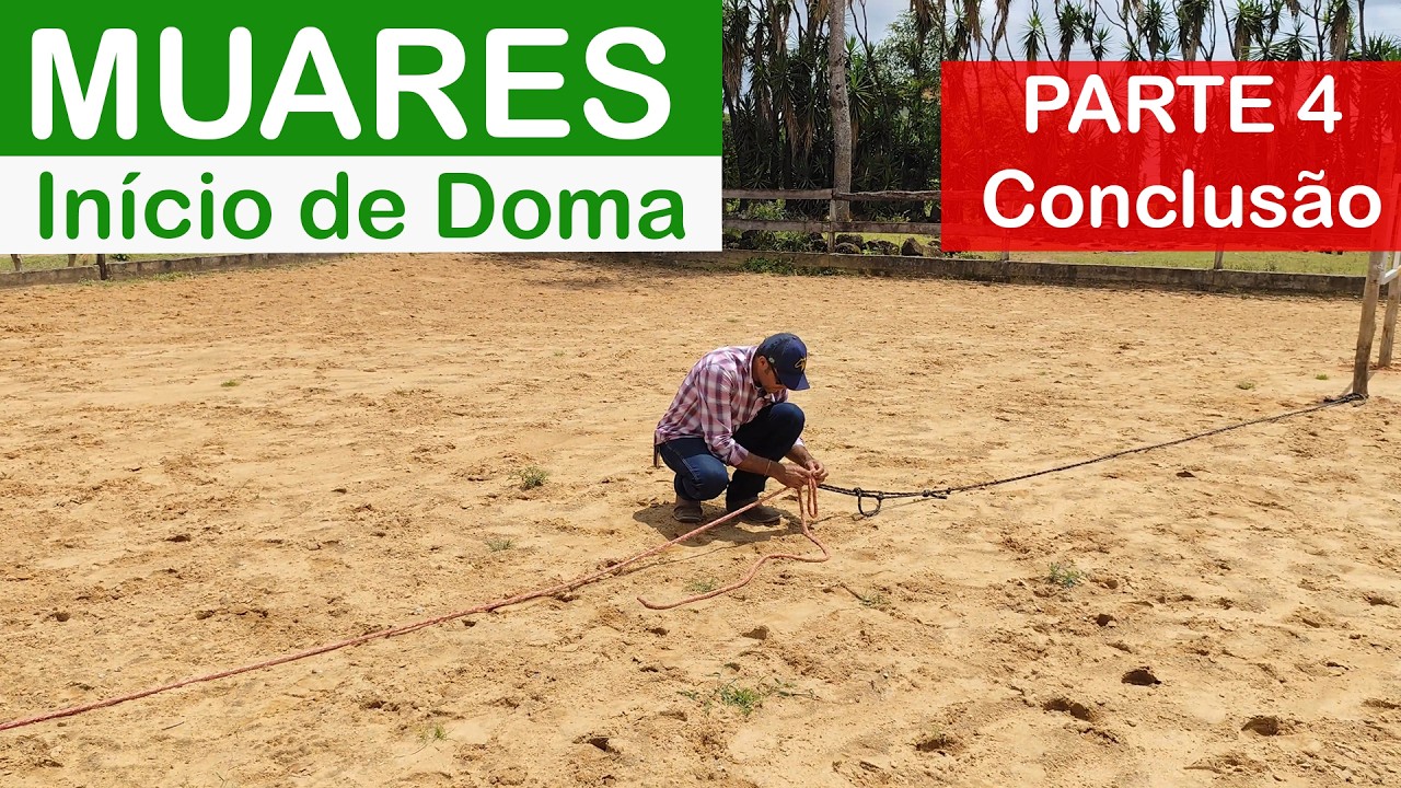 Muares: Início de doma #4