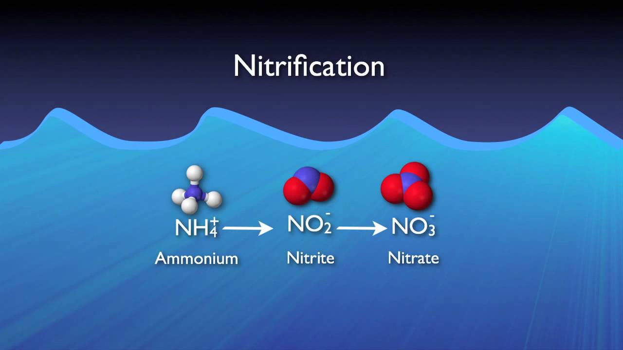 Nitrogen Removal Basics