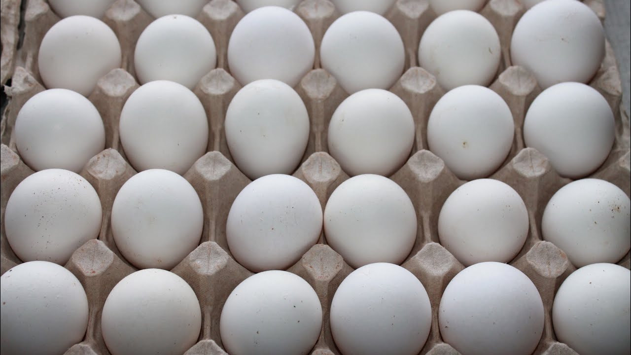 ПРОФЕССИОНАЛЬНЫЙ РЕЖИМ ИНКУБАЦИИ КУРИНЫХ ЯИЦ!