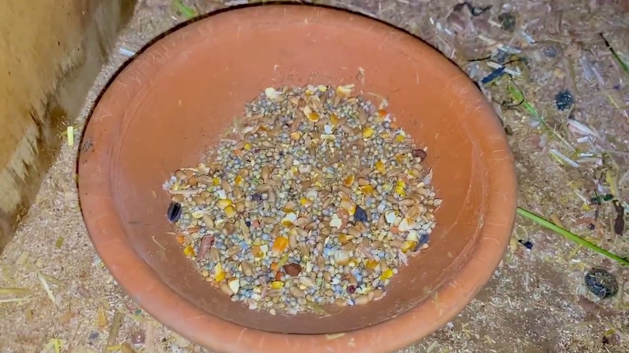 Rabbits 🐇 k sary bachy dana khany laghy 