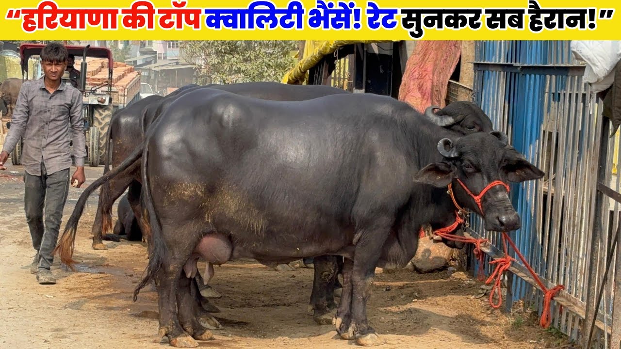 “हरियाणा की टॉप क्वालिटी भैंसें! रेट सुनकर सब हैरान!” |Bhains for sale prayagraj