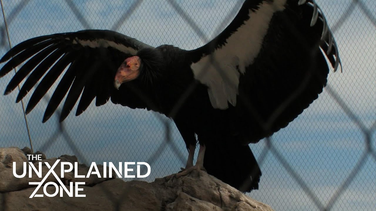 MONSTROUS BIRDZILLA FOUND 