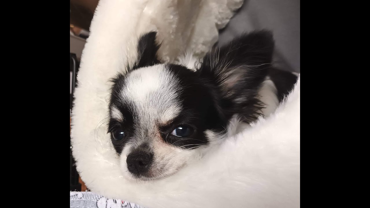 My Chihuahua Puppy’s 1st experience with a boiled Egg