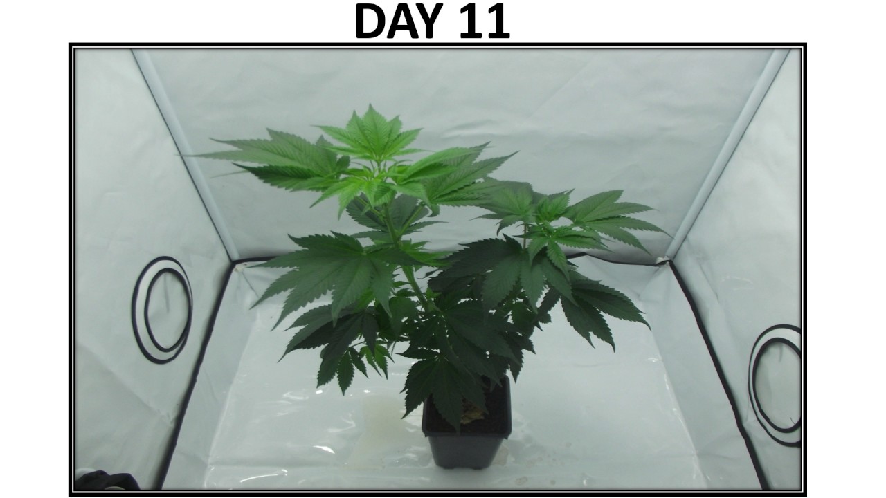 femseeds expirement - ייצור זרעי קנאביס נקביים