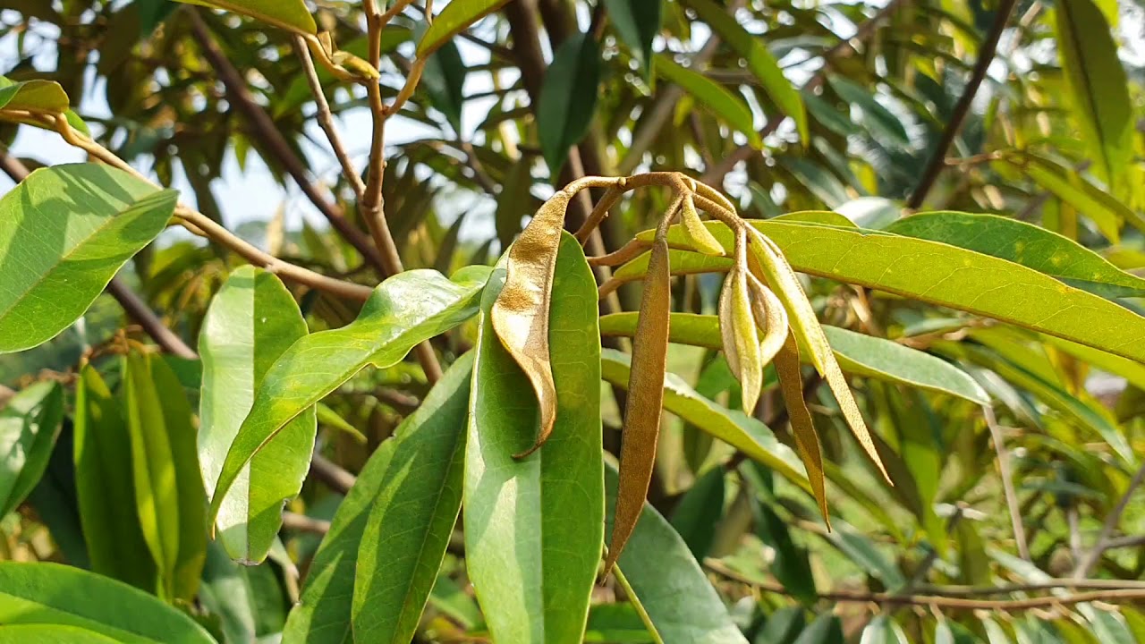 Cara melihat pH tanah.