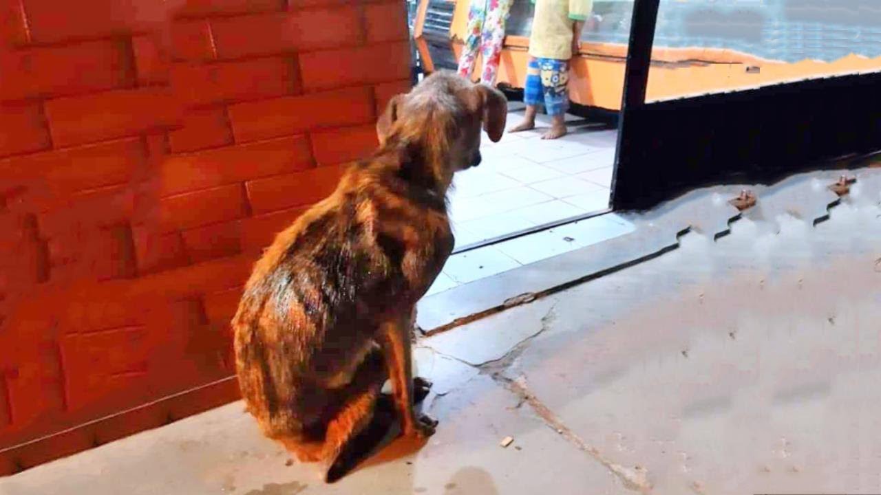 Канун Рождества - голодная, она просто хочет кусок еды, но люди просто прогоняют ее..