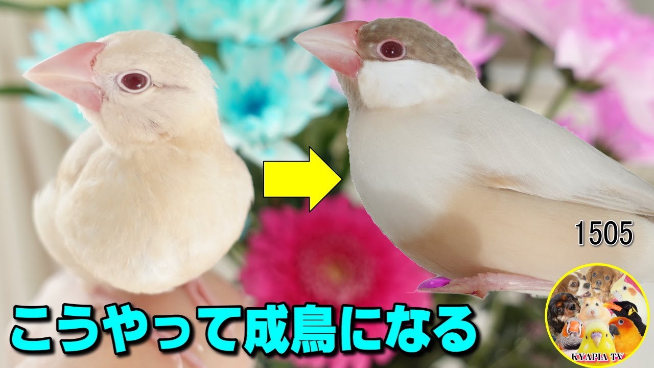 シナモン文鳥の雛から成鳥への道のり｜初めての換羽期・馬蹄斑(ばていはん)Java sparrow Chick #1505