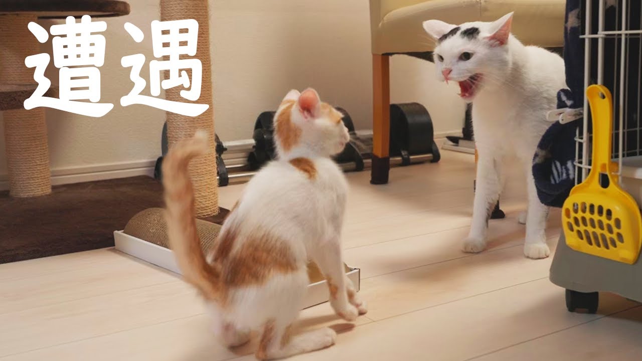 子猫を見にお兄ちゃん猫が現れた結果こうなりました
