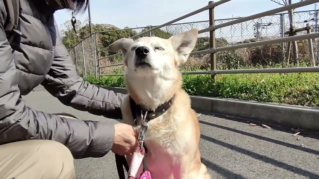気になる　公園散歩　20260309am
