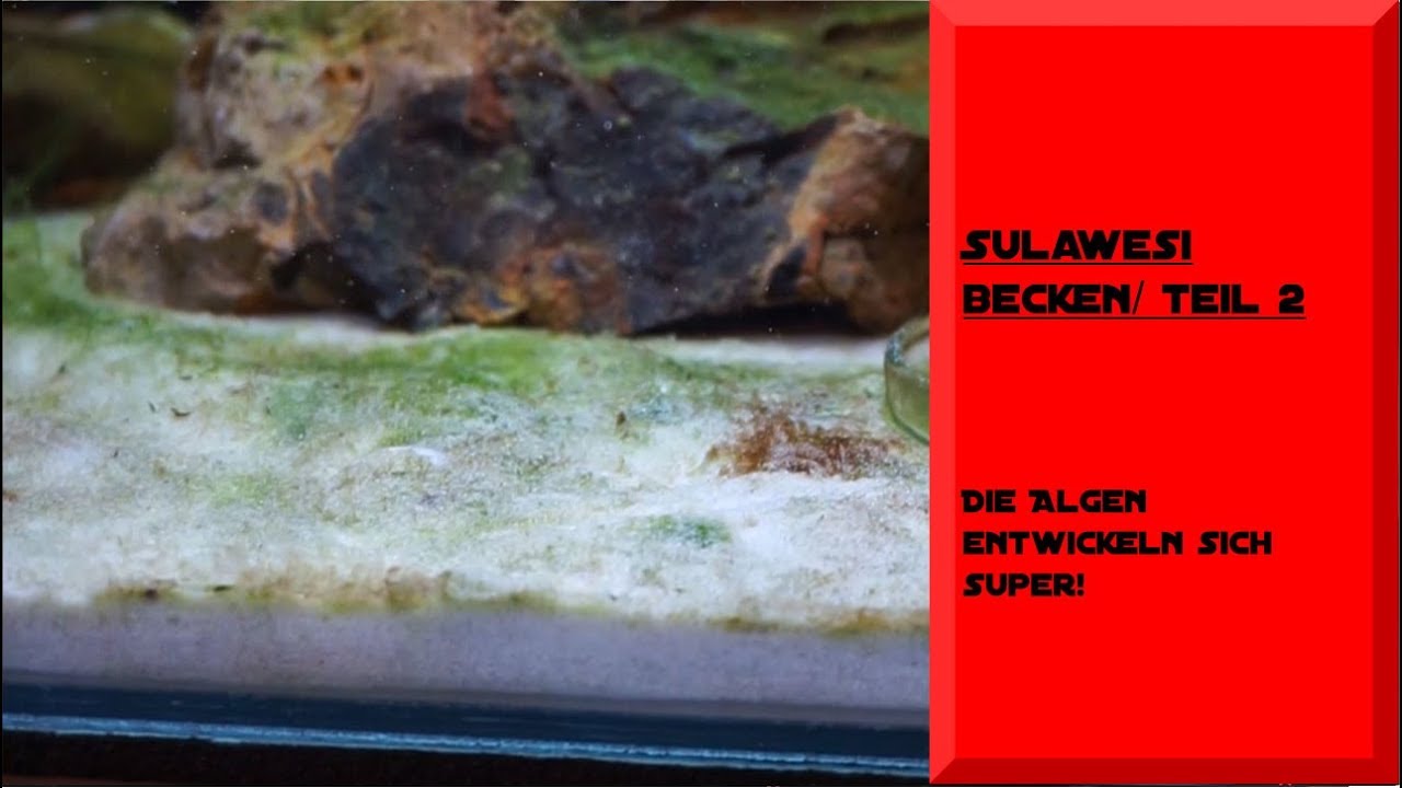 SULAWESI BECKEN/ KLEINES UPDATE/ TEIL 2