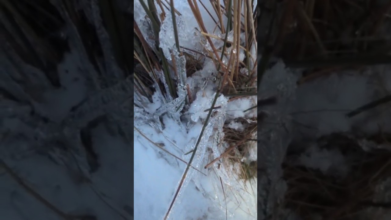 Ice Ice Baby ❄️ Look what I found in the snow!