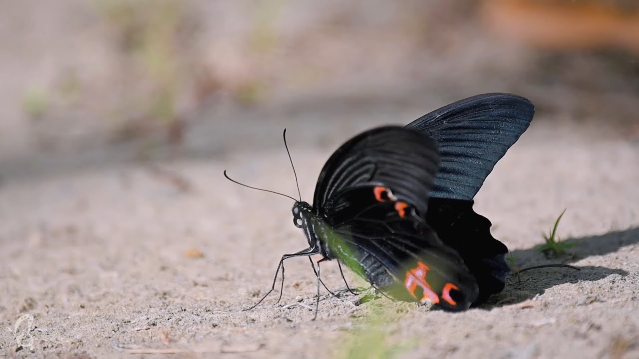 Butterfly Relaxation | 4K Calming Nature Video with Music 🦋 #Butterfly #NatureVideo #relaxing