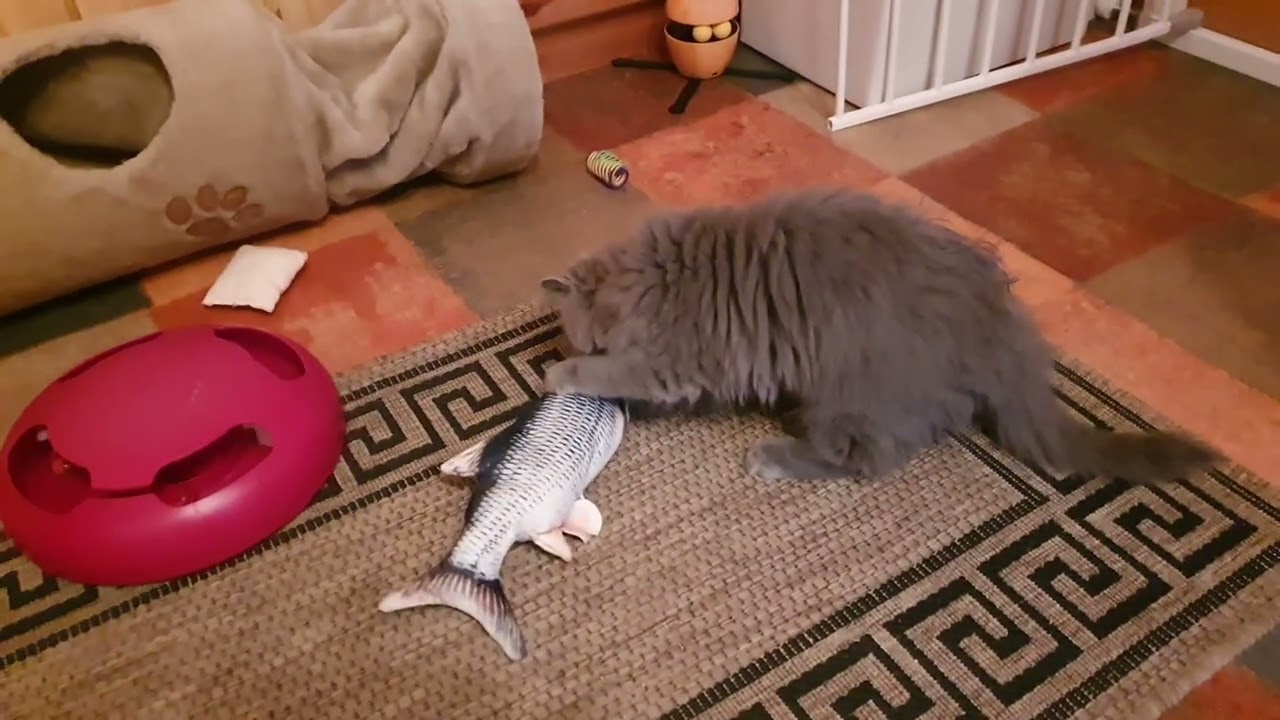 Baby Smoky vs. Fisch🦁🍼🤗🐟❤️🥰