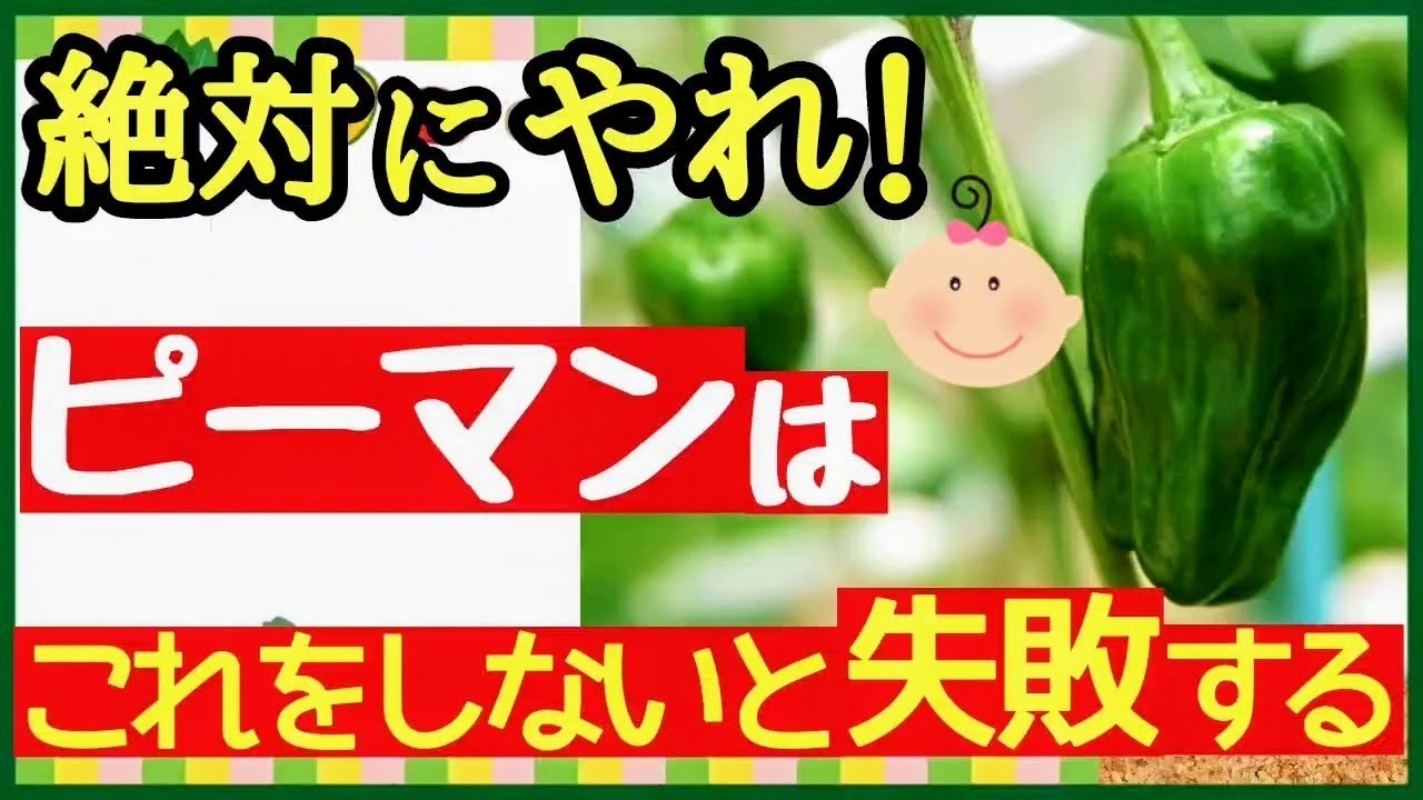 家庭菜園で100個以上のピーマンを収穫する！圧倒的に良く育つ最強の秘策【初心者・ピーマン栽培・育て方】