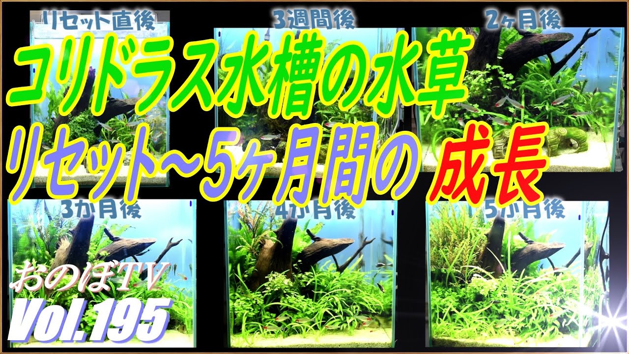 [コリドラス水槽(30cmミドルハイ)]リセット後5ヶ月間の水草成長記録 #195