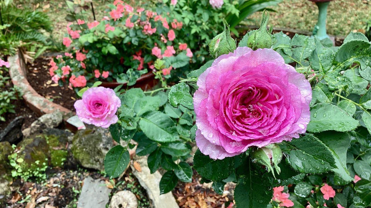 New Rose Garden Central Florida Zone 9