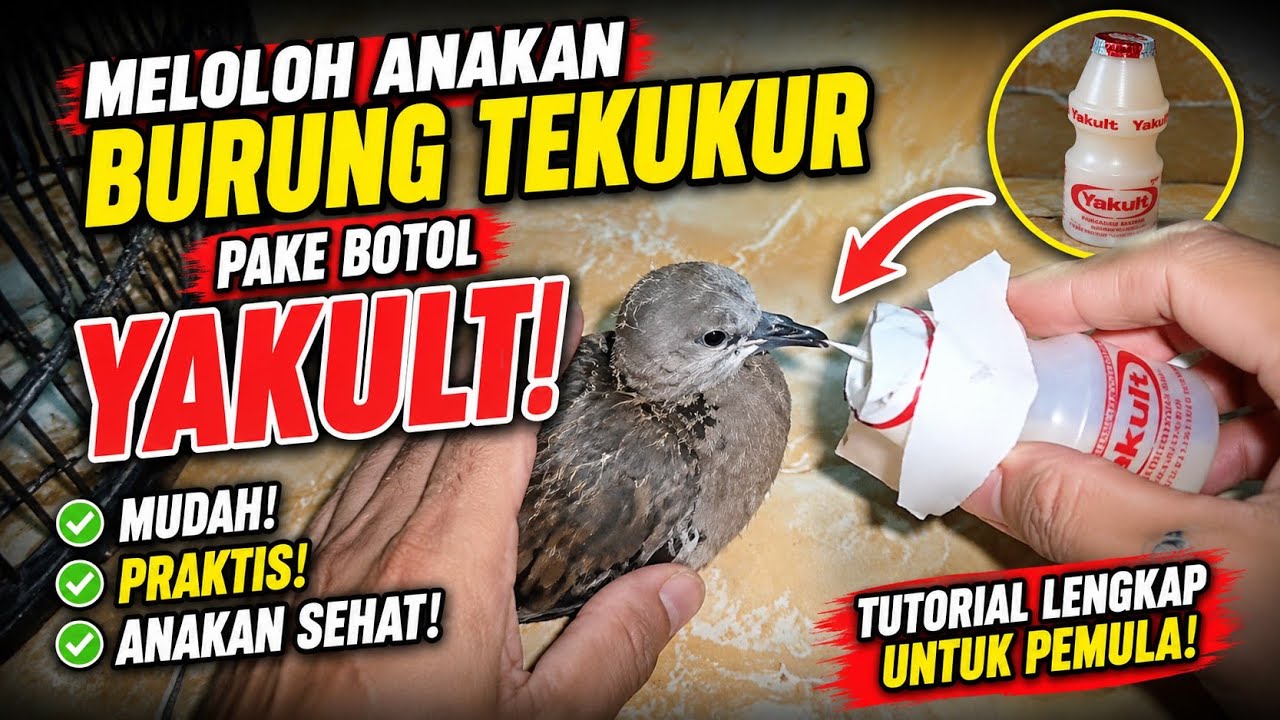 Cara meloloh anakan Burung Tekukur pake Botol Y4KuLt