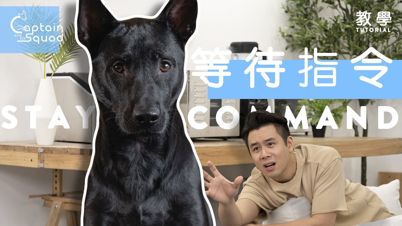 【教學】狗狗 Stay 訓練 🐕 🐶｜cc中英字幕