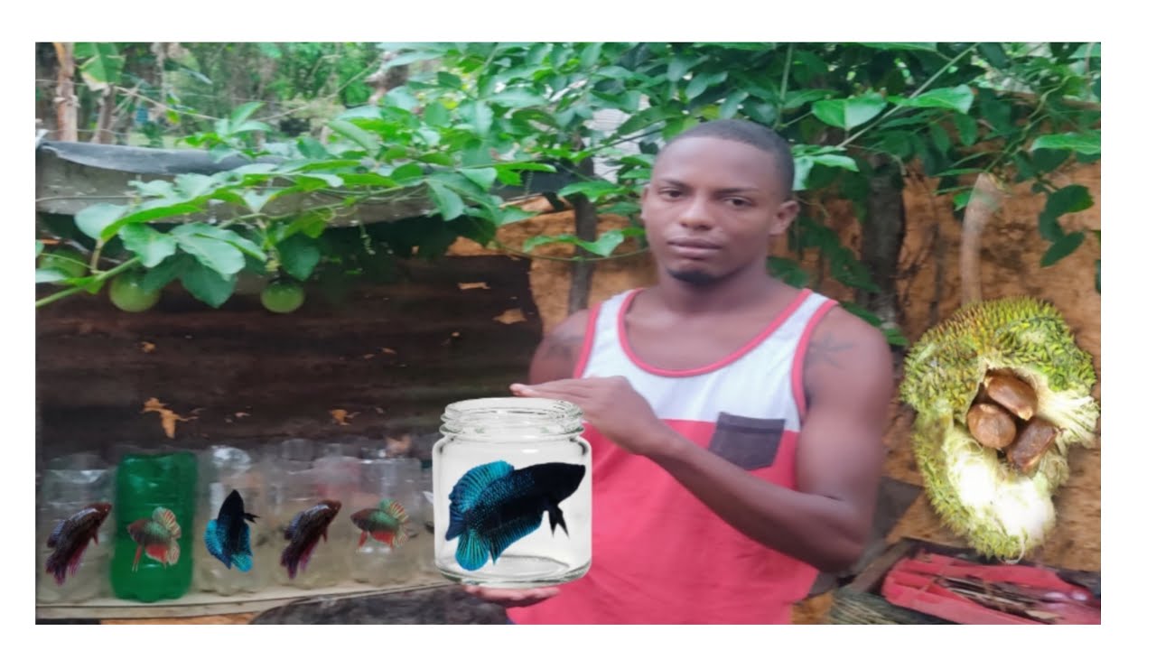 Joven que cria Bettas con pana o castaña muestra su resultado linea de Doble cola #EnrriqueBetyasRD#