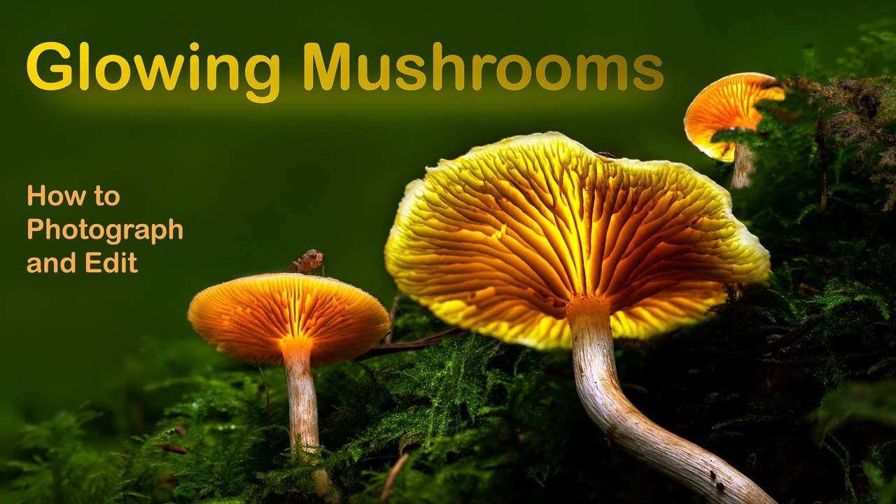 Glowing Mushrooms - How to photograph and edit