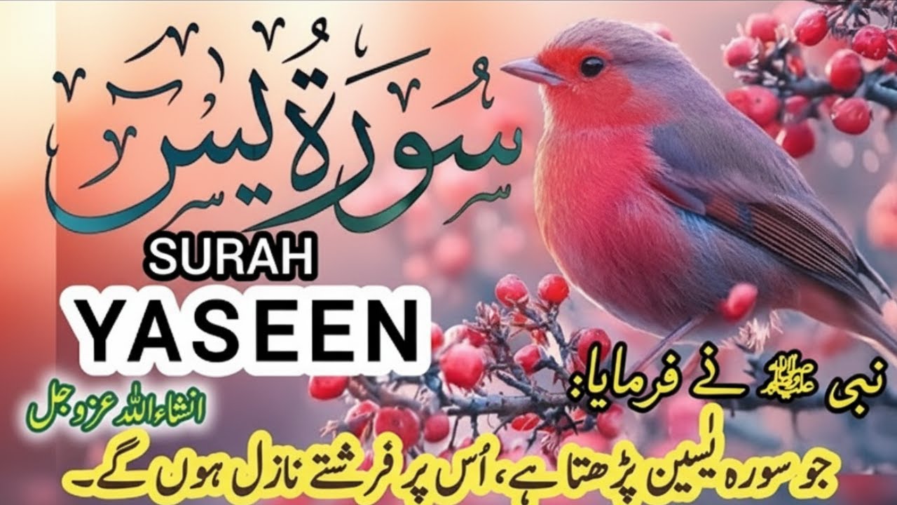 Surah Yaseen\Yasin{سورۃ یاسین} || Best Tilawat Heart 💝 of QURAN in the world 🌍 ¦¦ For Blessings