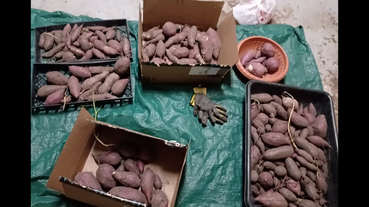 My journey of growing  and harvesting sweet potato 2023. Conroe,TX.