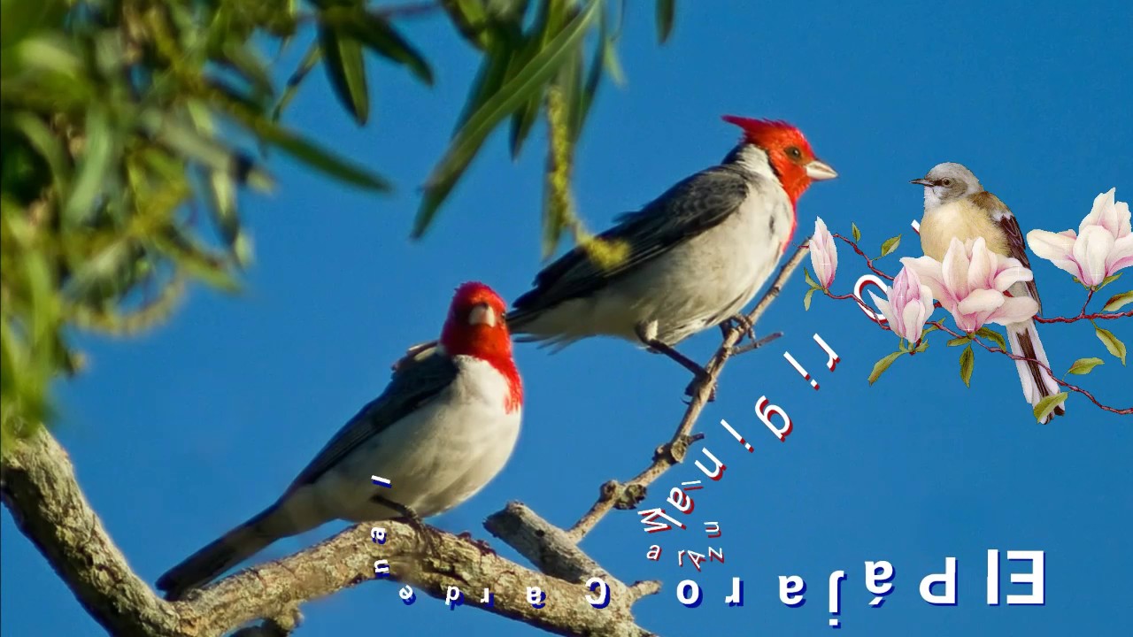 El P&aacute;jaro Cardenal🐦,  El Original Mar Azul