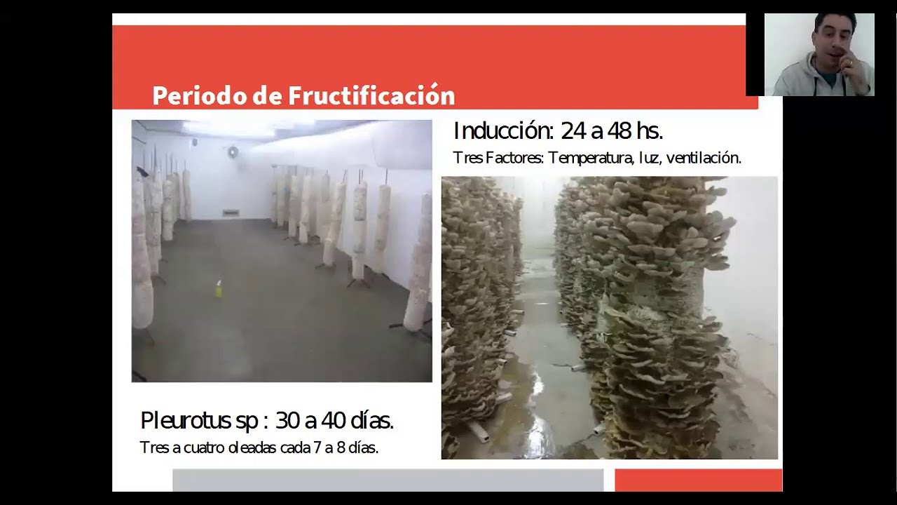 Curso introductorio a la producción de hongos comestibles sobre sustrato - Módulo 4