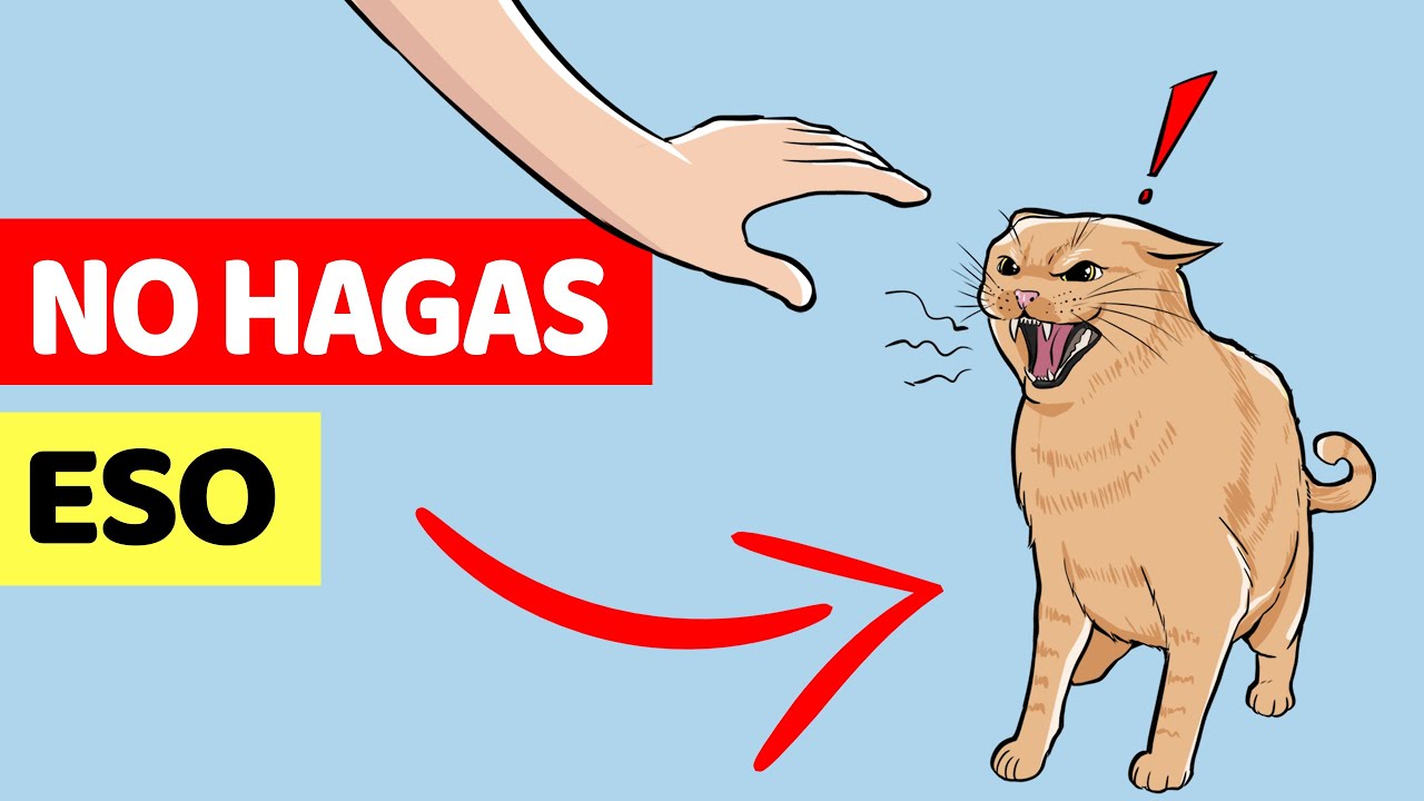 15 Errores Terribles Que Cometen Los Dueños De Gatos