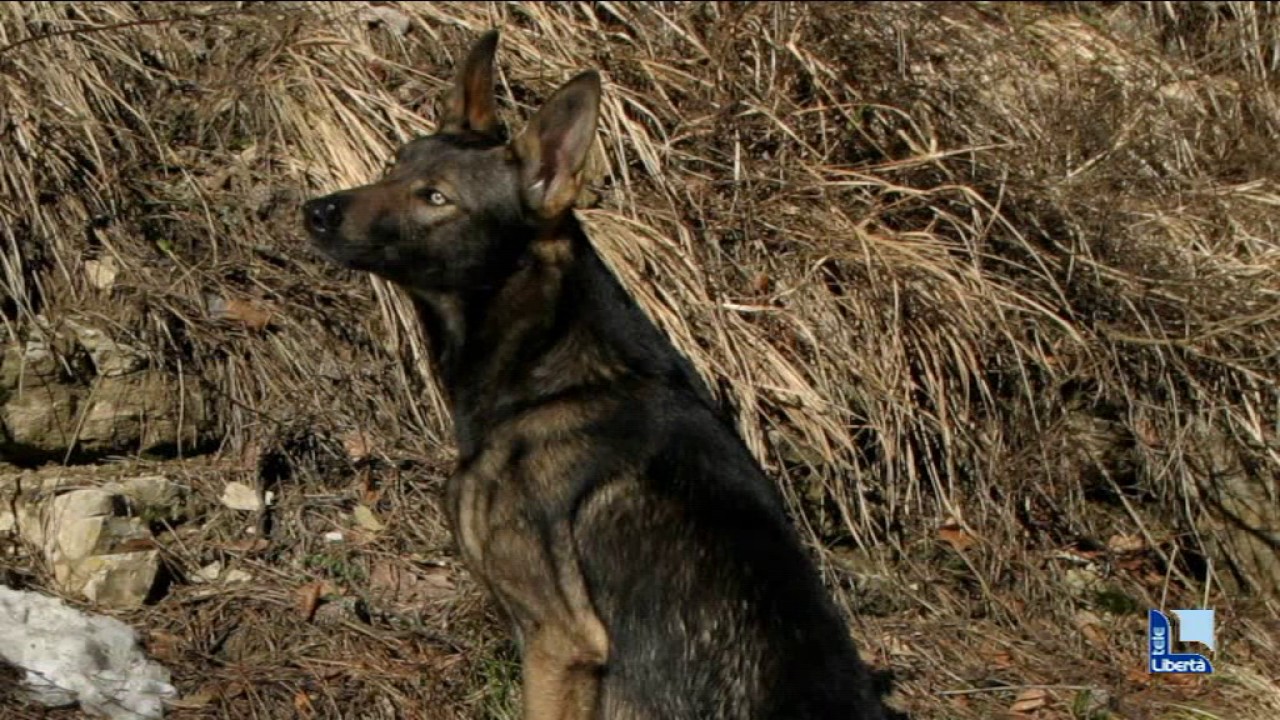 Piero vive con due esemplari di lupo. “Bisogna temere di più i cinghiali”