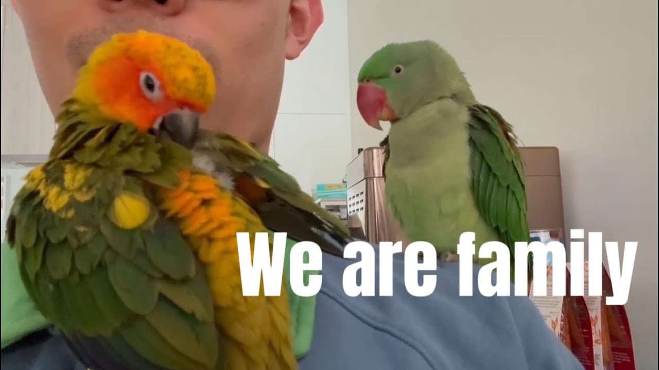 They like to stand on me and play.