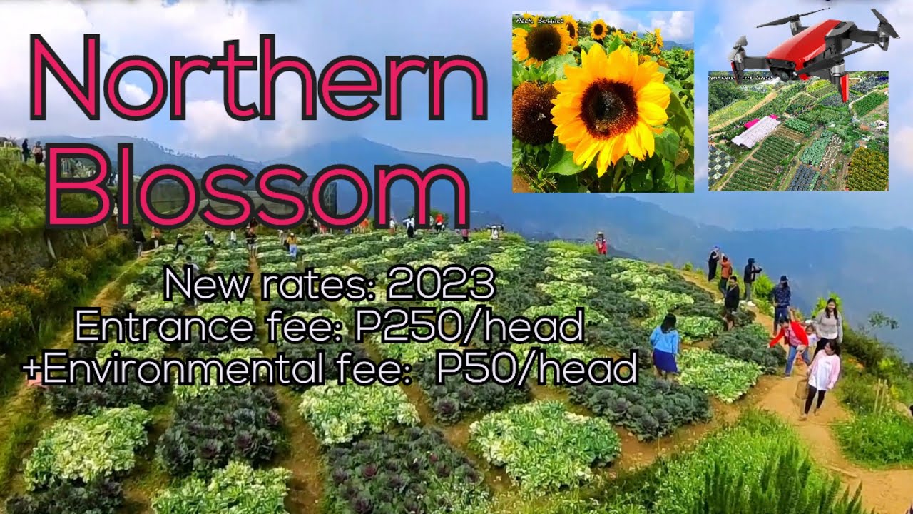 Fresh flowers of Northern blossom flower farm | Atok Benguet | DIY complete tour | rates in video