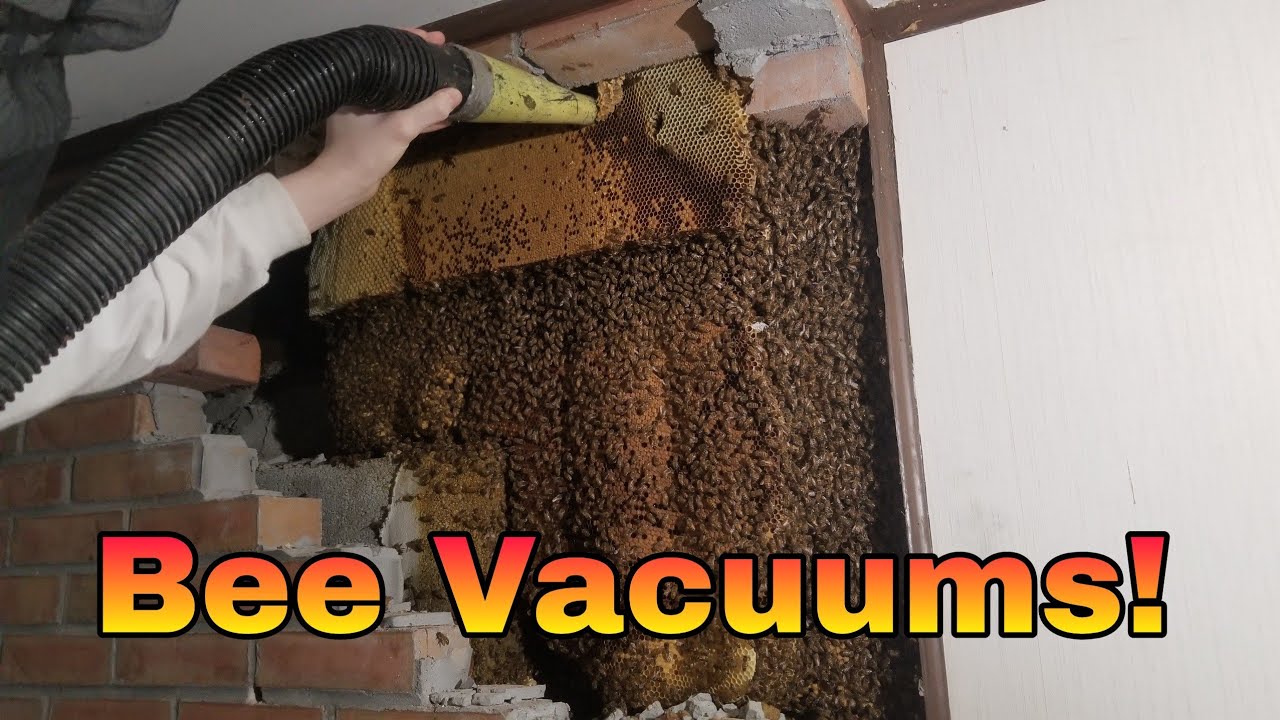 Bee Vacuums; Old vs New