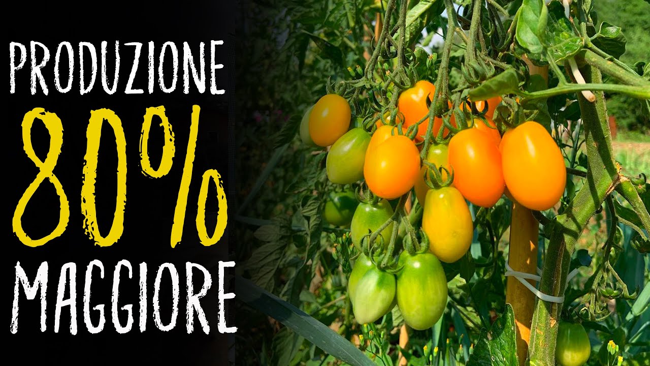 COLTIVARE I POMODORI INNESTATI