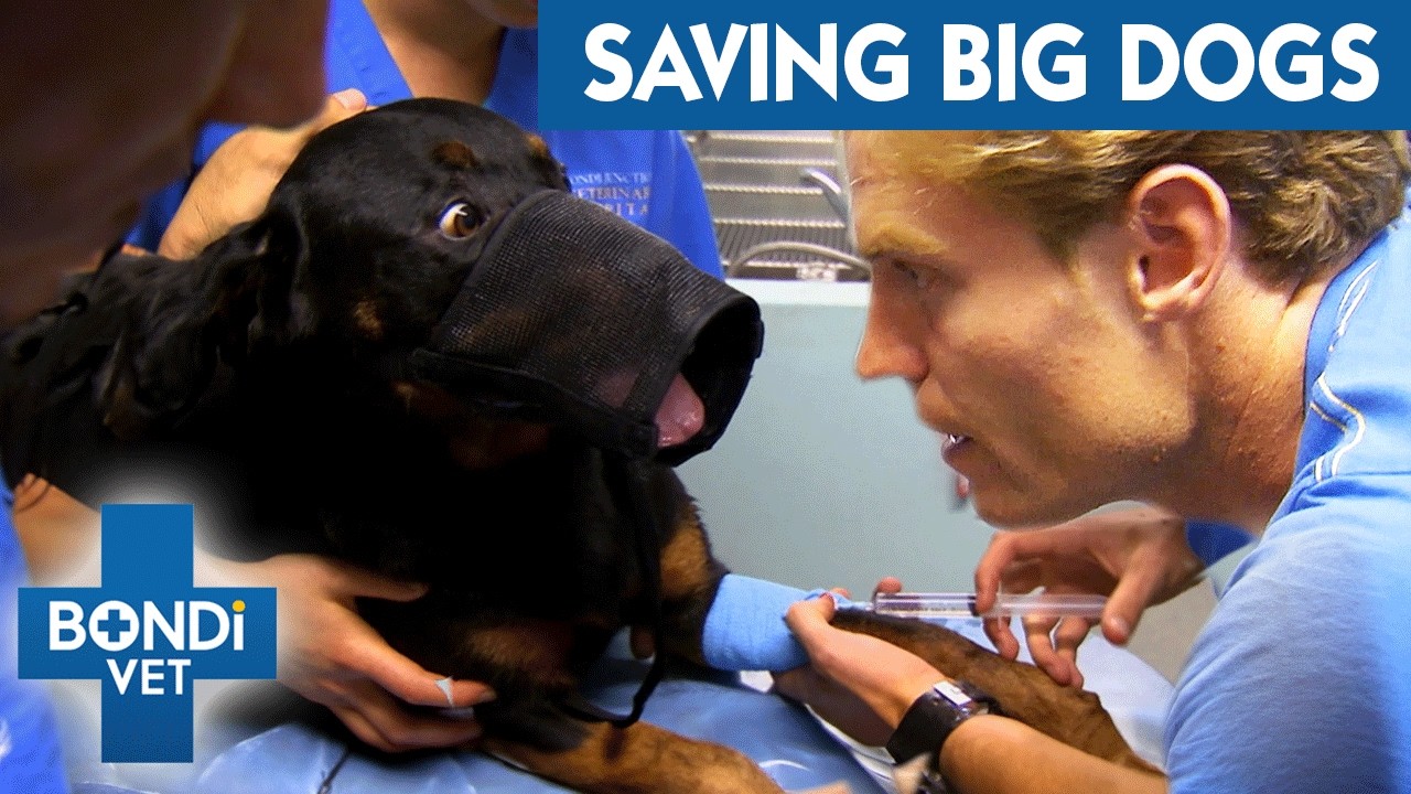 Bondi Vet's Biggest Dog Patients Of All Time | Bondi Vet