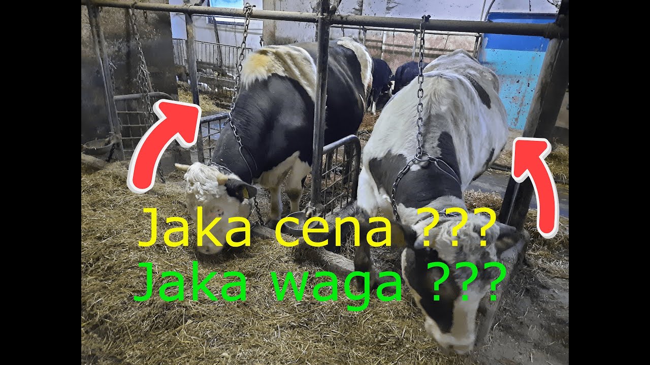 #77 BYDŁO OPASOWE || WASZA OCENA Byczków Tydzień Przed Sprzedażą