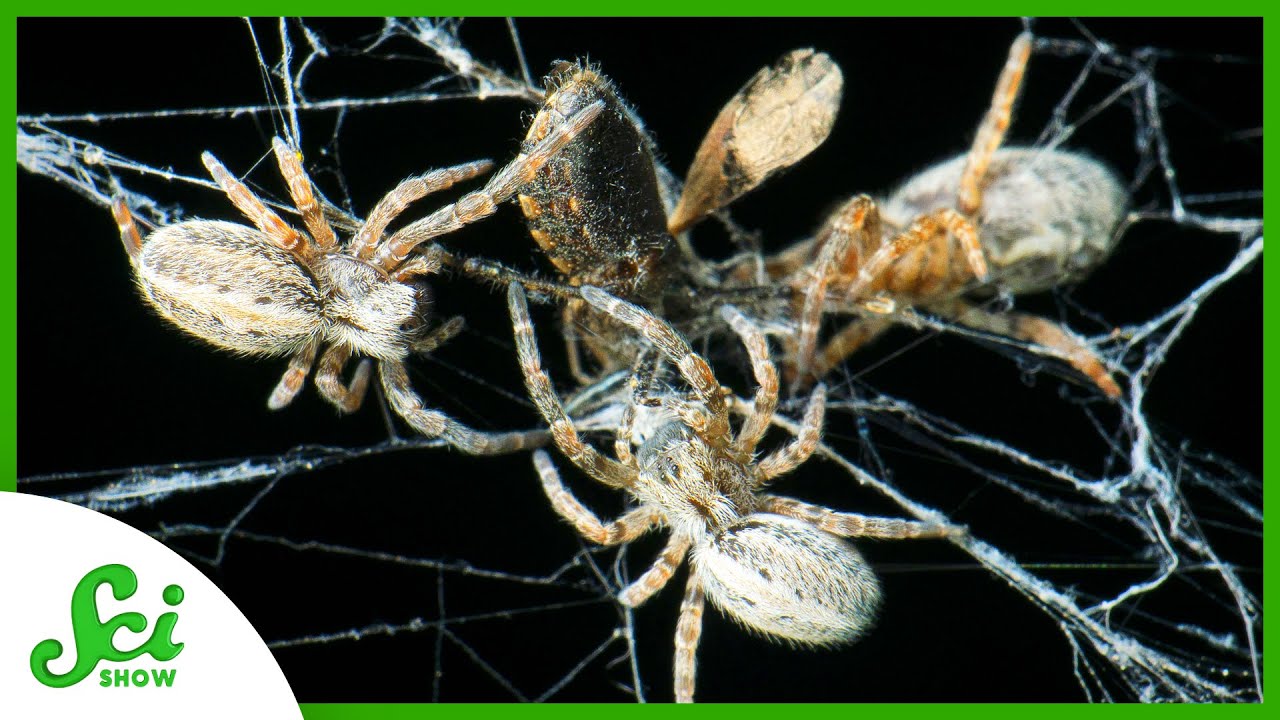 What We Can Learn From 10,000 Pack-Hunting Spiders