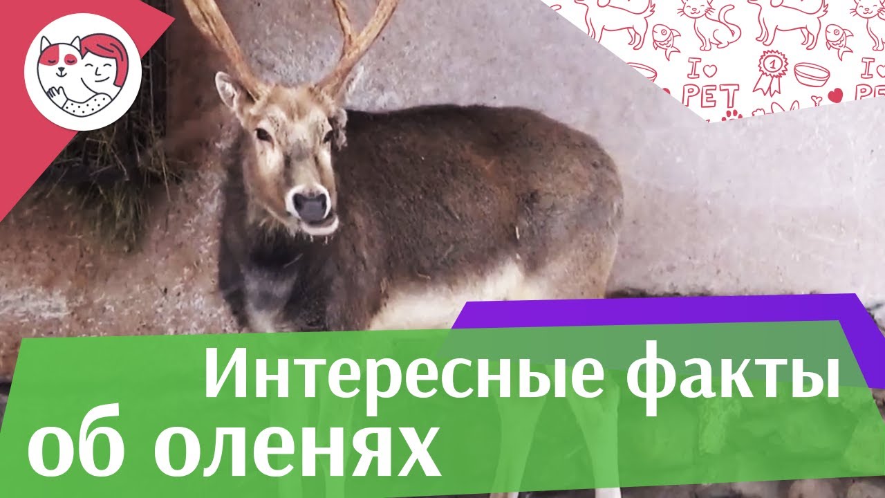 5 необычных фактов об оленях на ilikepet