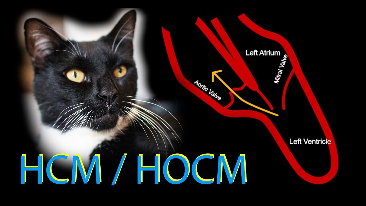 Experience with Feline (Cat) heart disease HCM/HOCM and related dehydration complications