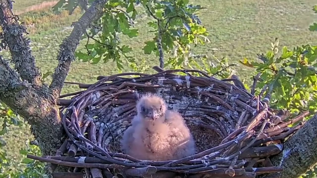 #falcon Cam4#101 Review baby birds in the nest - Dad and mother brings food to feed their chicks