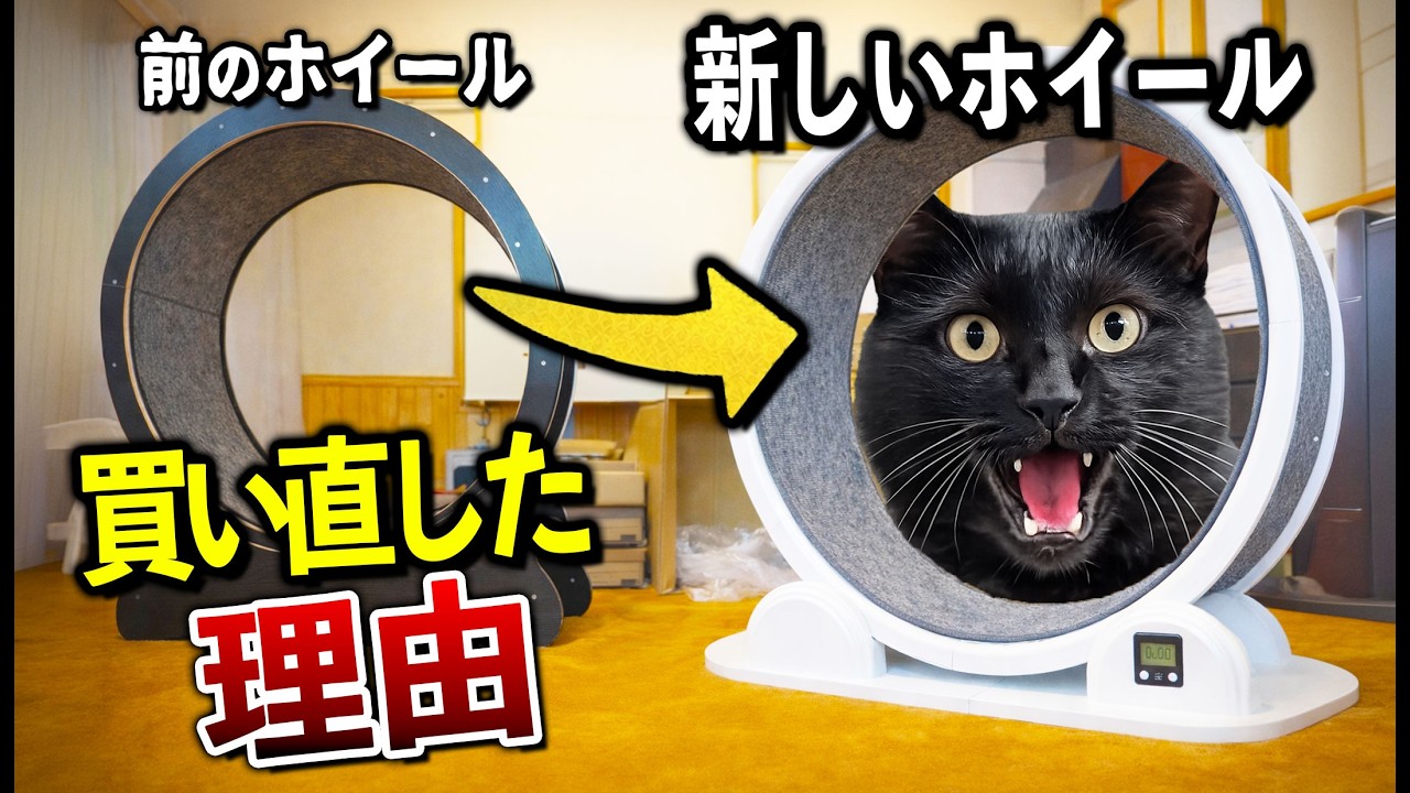 キャットホイールを買い直しました。理由があります