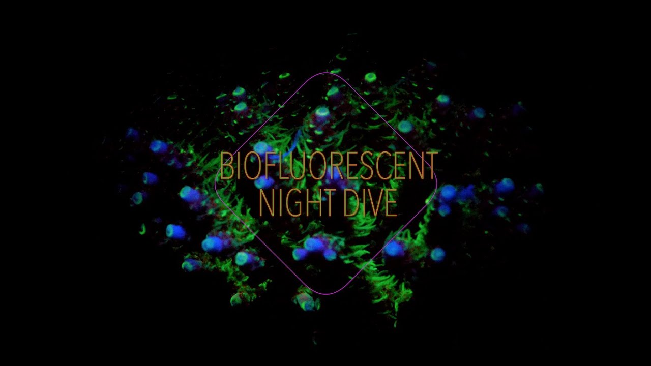 Biofluorescent Night Dive