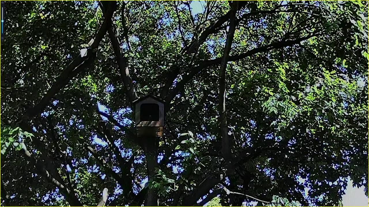 🔴 LIVE: Spotted Eagle Owl Territory & Nest Box | Owl Garden Cam (South Africa)