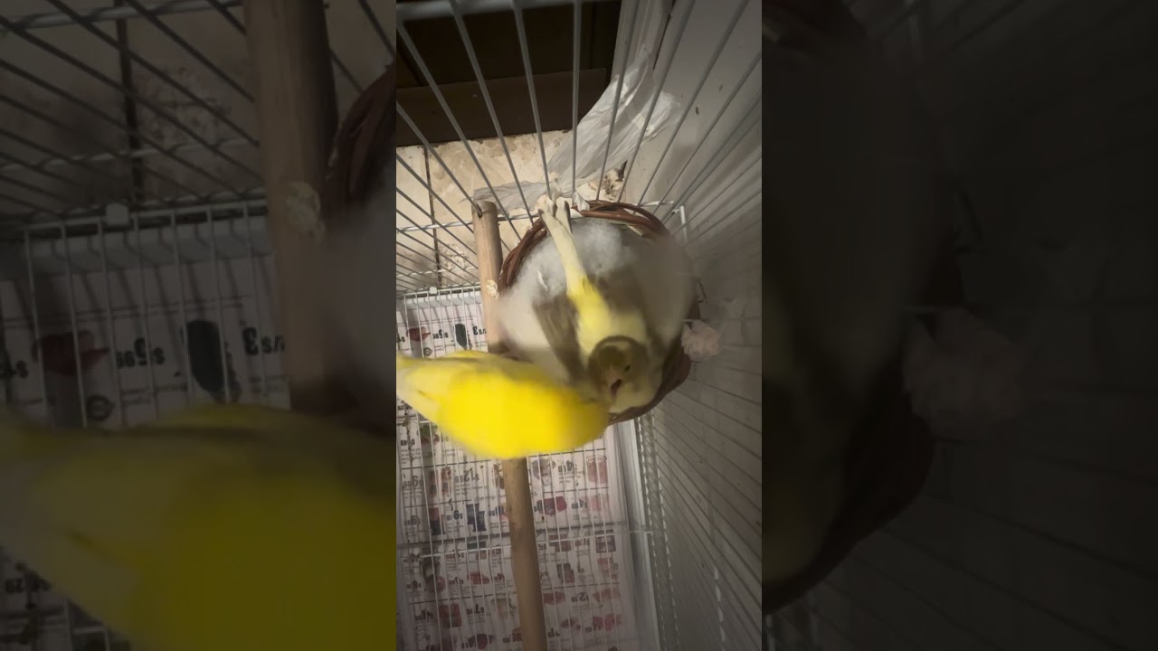 1/29/2026 تربية الكناري في المنزل 🦜🦜🦜🦜🐦‍⬛🐦‍⬛🐦‍⬛🐦‍⬛🐦‍⬛🐦‍⬛🐦‍⬛🦜🦜🦜 الآن بدأ الموسم  