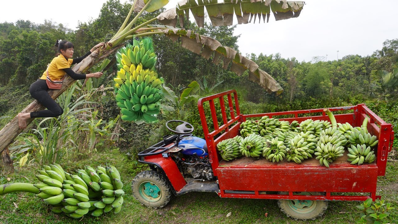 Full video TIMELAPSE: Amazing harvesting bananas, eggs - Use 4-wheeled Vehicle Transport to sell