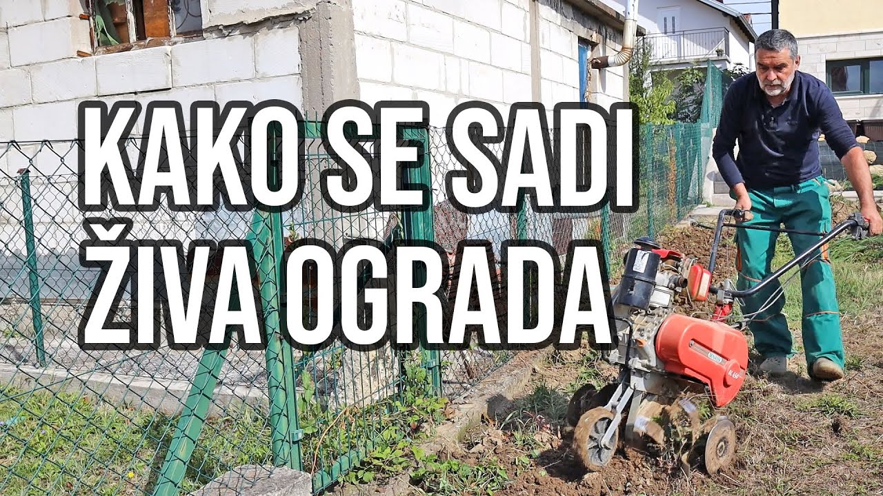 Kako se sadi živa ograda?