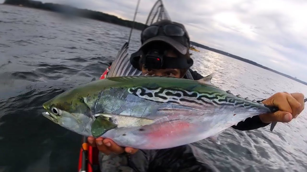 An OBSESSIVE Fishery! False Albacore Are AWESOME!