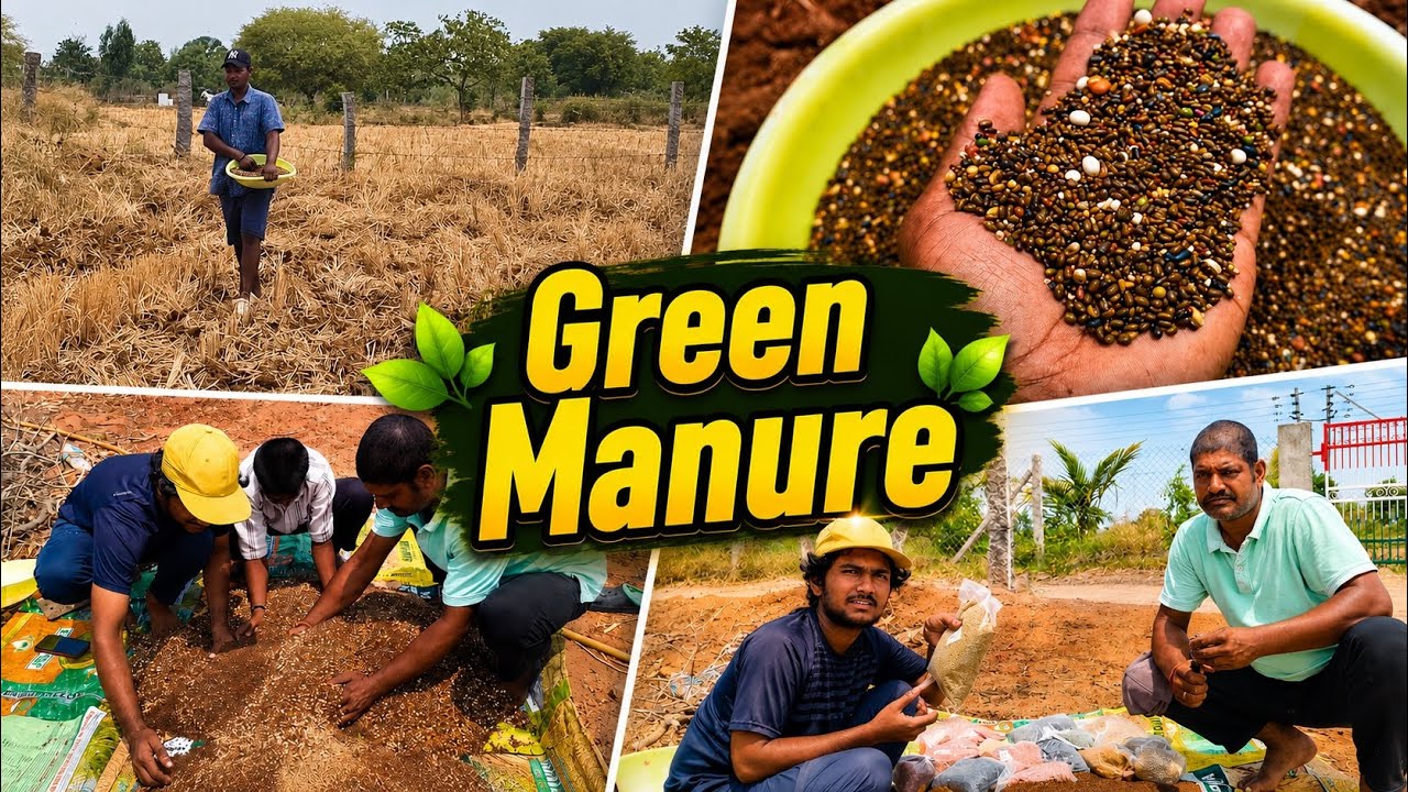EP184 | Green Manure before Kharif Season for Improving Soil Fertility | Naiwik Farms
