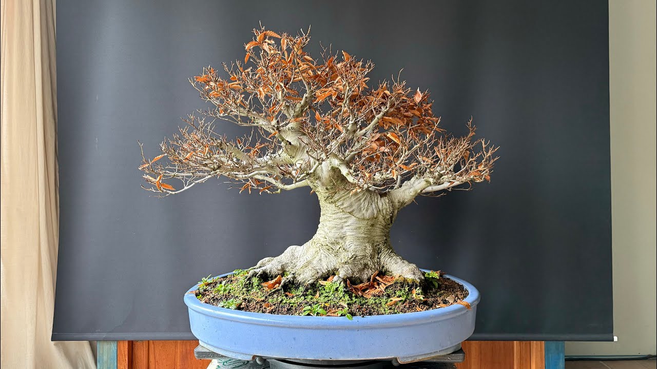 The large Fagus crenata Japanese White Beech | The Bonsai Area |
