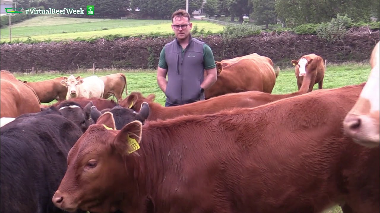 Virtual Beef Week - Thursday promo